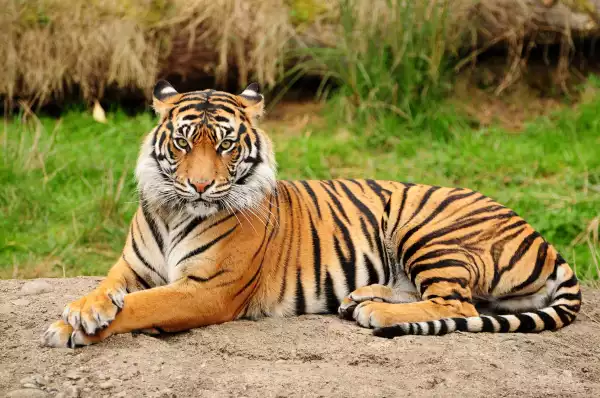 Panic As Zoo Tiger In New York City Tests Positive For Coronavirus