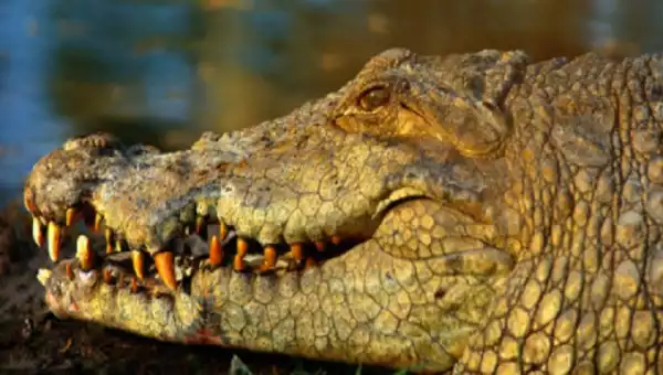 Researchers stunned as virgin crocodile makes herself pregnant