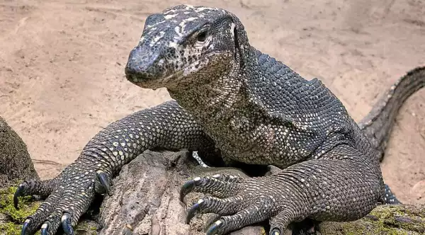 Four Men Caught On Camera ‘R*ping’ Monitor Lizard In India