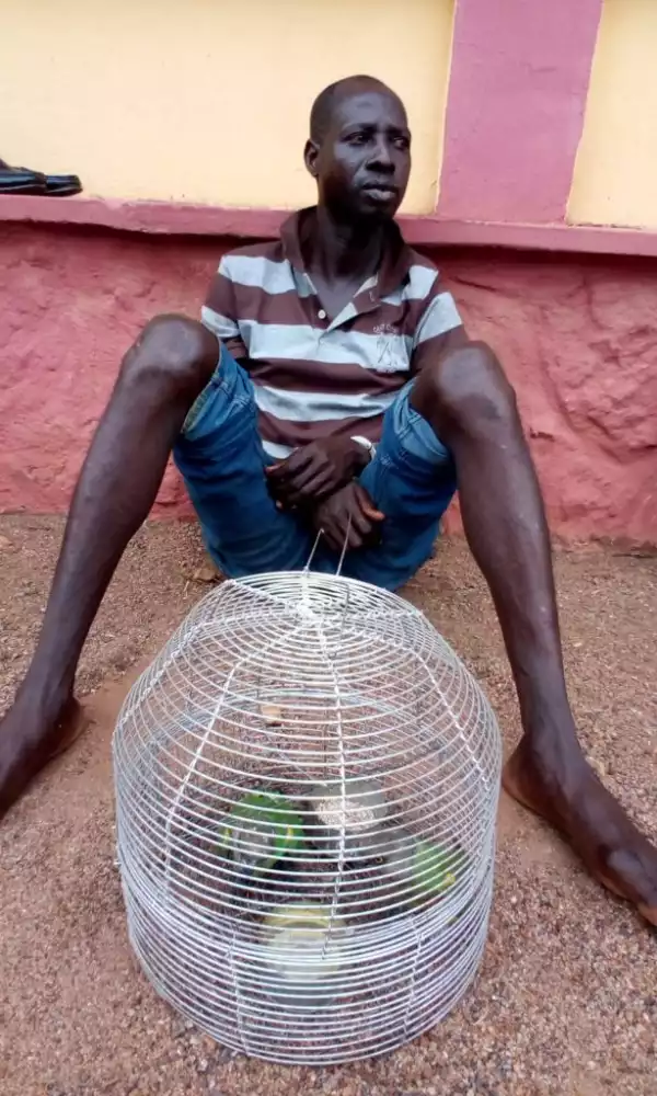 Man stabs brother to death for bringing parrots into their home in Ogun (photo)