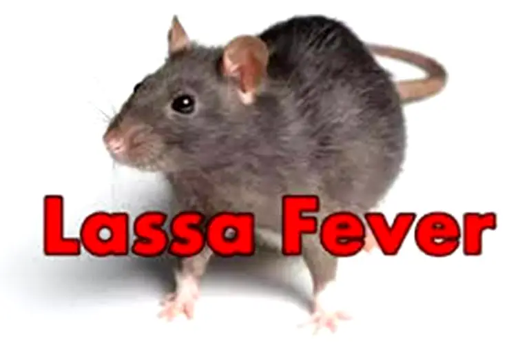 Lassa fever kills one in Anambra, 15 suspected cases recorded