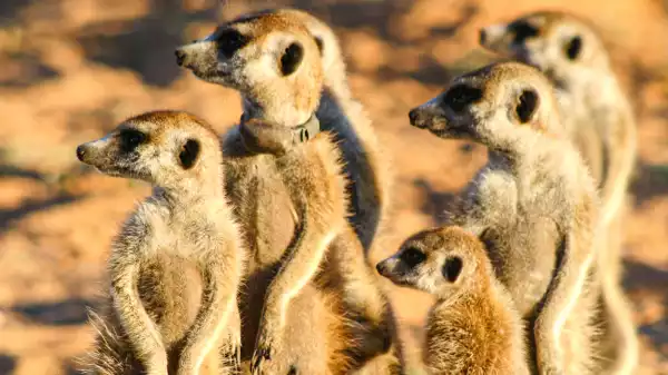 Meerkat Manor: Animal Planet Series to Become Animated Movie From Warner Bros.