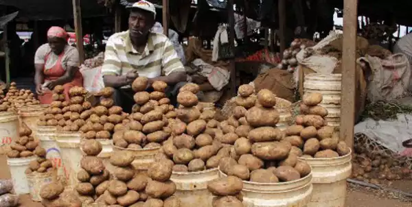 FG launches five-year plan to boost potato production