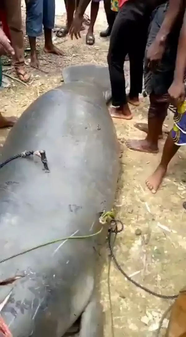 Fishermen kill a sea cow (manatee) in Rivers State.