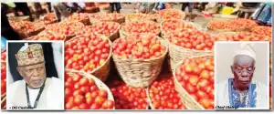Consumers, traders lament as tomato, pepper scarcity hits markets