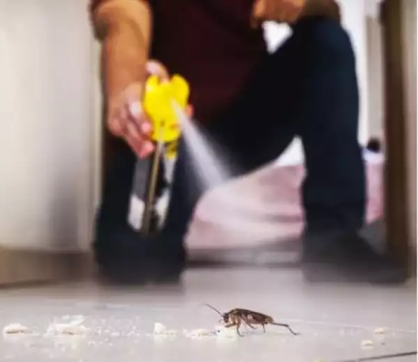 Man Blows Up His Apartment Trying To Kill Cockroach With Insecticide