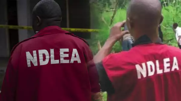 Kogi: NDLEA arrests 90 for drugs