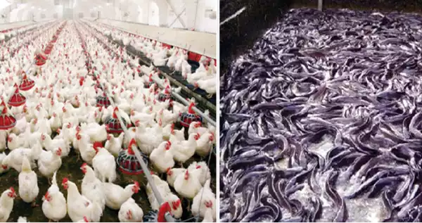Poultry farmers, Lagos govt tackle egg glut problem