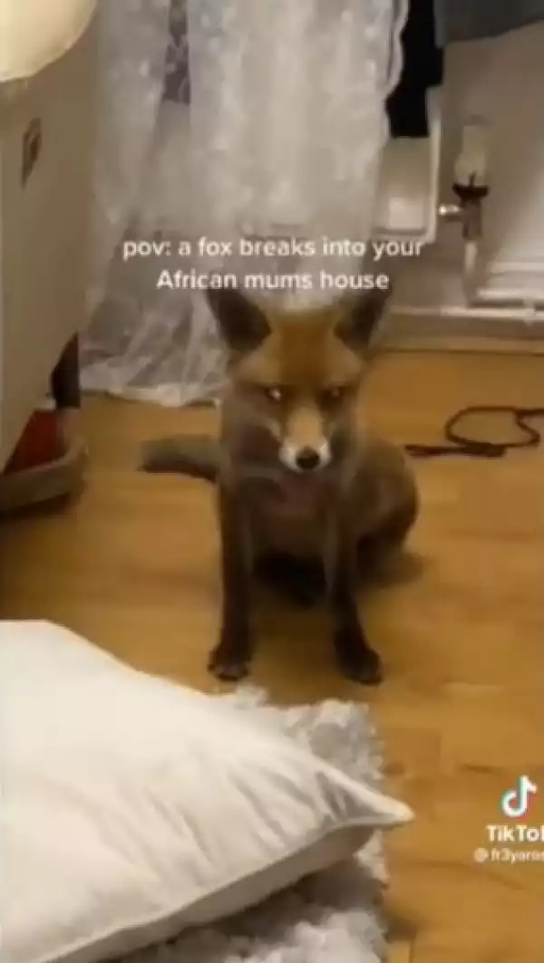 What Brought You Here? You Must Confess - African Woman Goes Spiritual As A Fox Breaks Into Her House (Video)