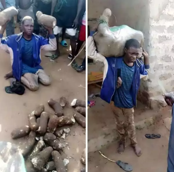 Young Man Apprehended While Stealing Tubers Of Yam In Nasarawa Community (Photos)